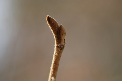 Hamamelis x intermedia - vilín prostřední - pupeny a listová jizva